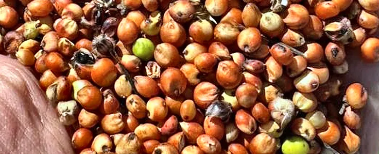 Sorgo